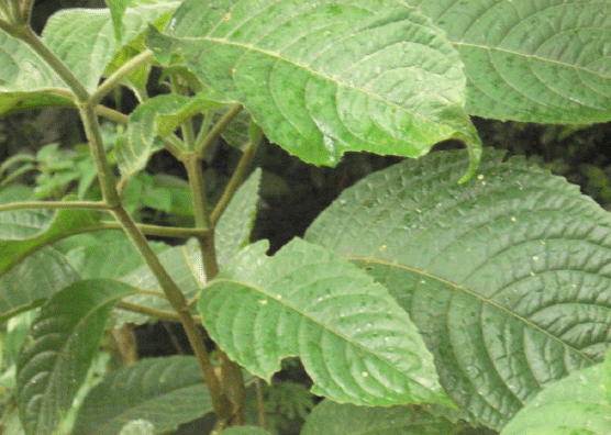 El nacedero (Trichanthera gigantea), un arbol forrajero adaptable al trópico de guatemala - Image 1