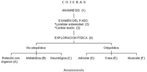 COJERAS (1): POR CAUSAS ORTOPÉDICAS Y ENFERMEDADES DE DESARROLLO - Image 1