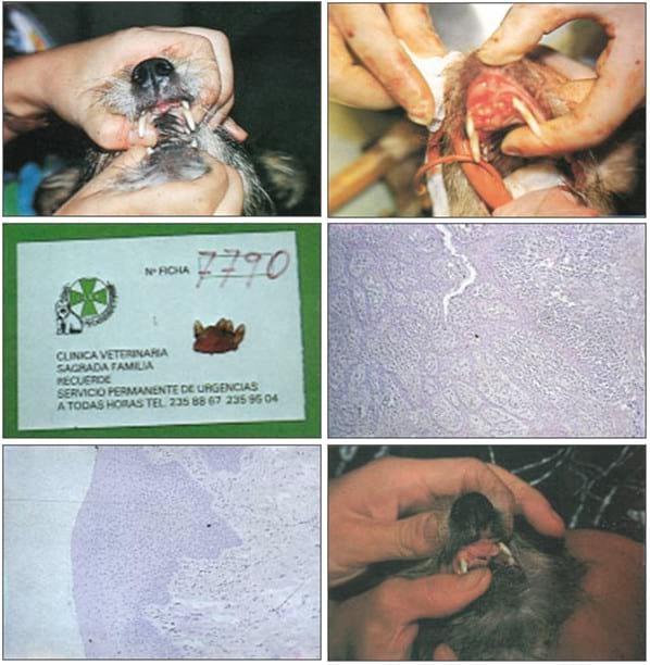 RESULTADOS ÓPTIMOS DE LA OSTEOTOMÍA MANDIBULO-GINGIVO-PALATO-DENTAL EN LOS PROCESOS DE LA CAVIDAD BUCAL. - Image 2