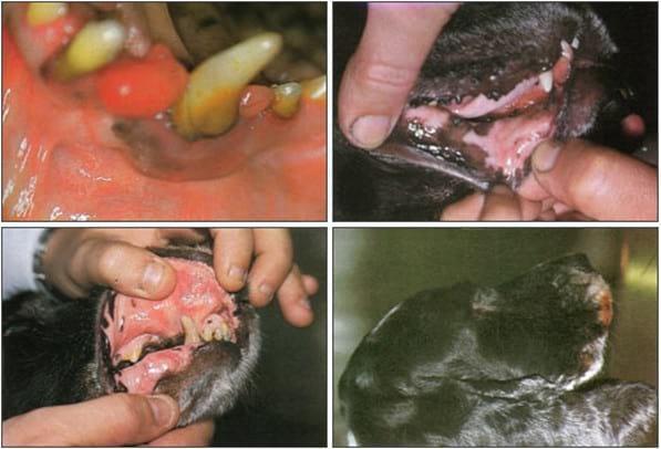 RESULTADOS ÓPTIMOS DE LA OSTEOTOMÍA MANDIBULO-GINGIVO-PALATO-DENTAL EN LOS PROCESOS DE LA CAVIDAD BUCAL. - Image 4
