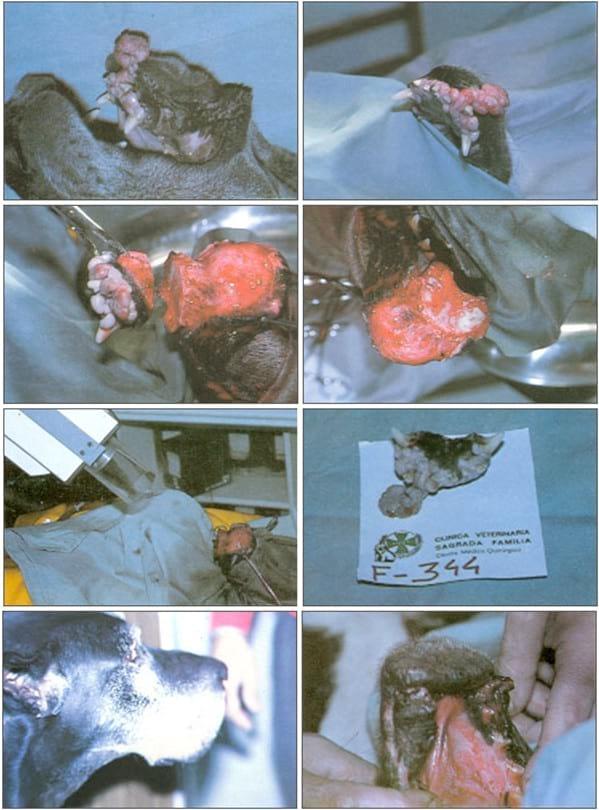RESULTADOS ÓPTIMOS DE LA OSTEOTOMÍA MANDIBULO-GINGIVO-PALATO-DENTAL EN LOS PROCESOS DE LA CAVIDAD BUCAL. - Image 3