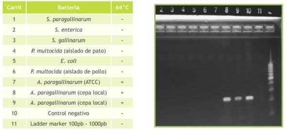 Desarrollo de una técnica molecular para la identificación de Avibacterium Paragallinarum - Image 4