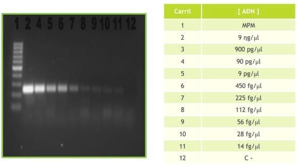 Desarrollo de una técnica molecular para la identificación de Avibacterium Paragallinarum - Image 5