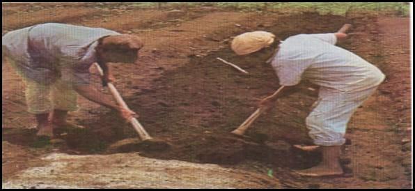 Sistema de Riego en Horticultura - Image 3