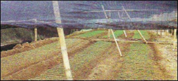 Sistema de Riego en Horticultura - Image 1