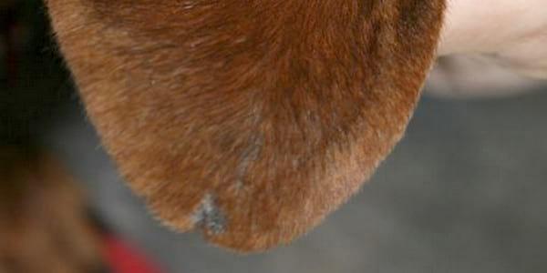 Tratamiento tópico de la dermatosis del margen auricular canino y la erosión ulcerosa asociada a vasculítis con una combinación terapéutica de Pentoxifilina y Minoxidil al 5% - Image 4