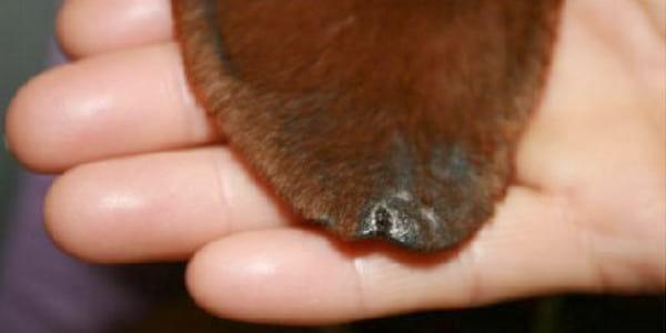 Tratamiento tópico de la dermatosis del margen auricular canino y la erosión ulcerosa asociada a vasculítis con una combinación terapéutica de Pentoxifilina y Minoxidil al 5% - Image 2