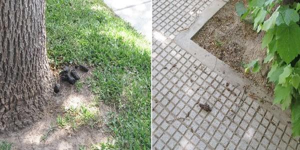 Presencia de formas parasitarias en muestras de materia fecal y de suelo recolectadas en calles y plazas del barrio de Villa Devoto, Buenos Aires, Argentina - Image 6