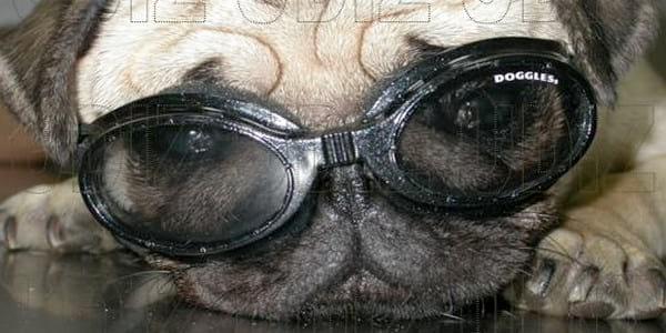 GAFAS Y LENTILLAS PARA ANIMALES - Image 3