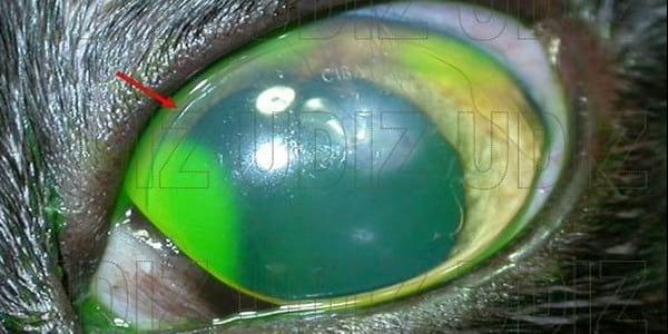 GAFAS Y LENTILLAS PARA ANIMALES - Image 4