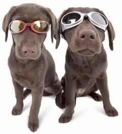 GAFAS Y LENTILLAS PARA ANIMALES - Image 1
