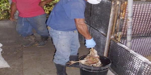 Compostaje en Aves Reproductoras - Image 10