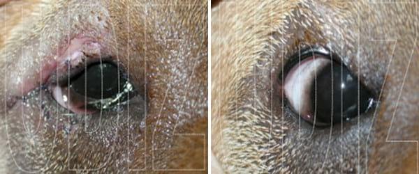 SHAR PEI Y SUS PROBLEMAS DE PARPADOS - Image 4