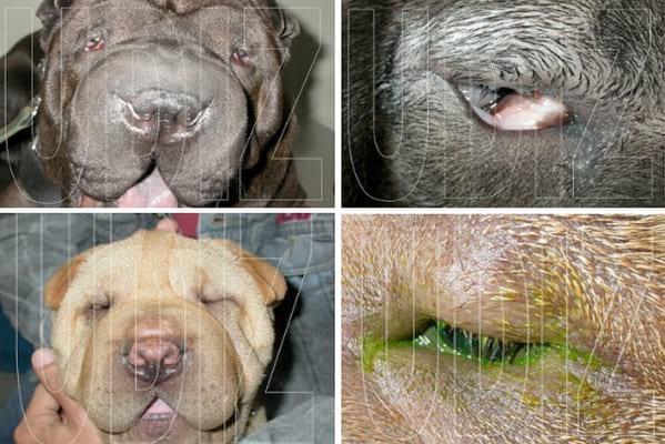 SHAR PEI Y SUS PROBLEMAS DE PARPADOS - Image 2