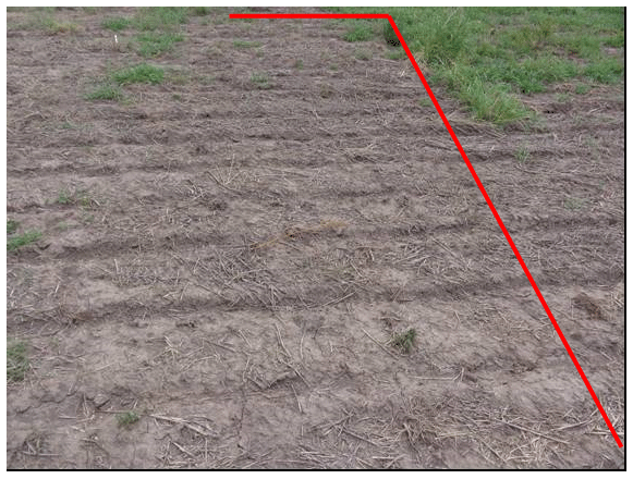 Evaluación de graminicidas postemergentes fop y dim en el control de Echinocloa colona resistente a glifosato para barbecho químico - Image 9