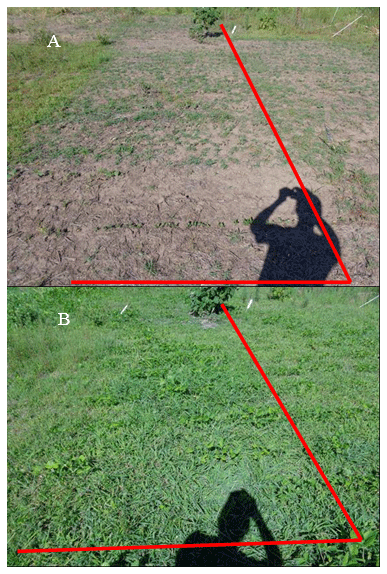 Alternativas de doble barbecho para el manejo de malezas otoño-invierno-primaverales y gramíneas estivales en el cultivo de soja - Image 6