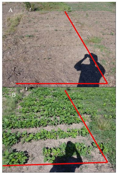 Alternativas de doble barbecho para el manejo de malezas otoño-invierno-primaverales y gramíneas estivales en el cultivo de soja - Image 4