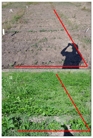 Alternativas de doble barbecho para el manejo de malezas otoño-invierno-primaverales y gramíneas estivales en el cultivo de soja - Image 5