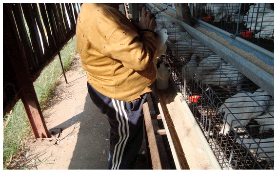 Control integral de moscas en aves - Image 1