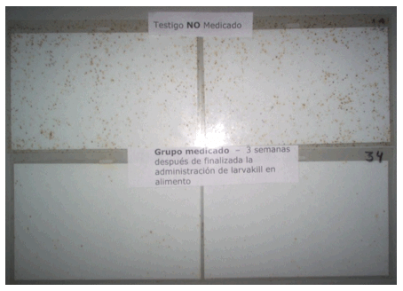 Control integral de moscas en aves - Image 8