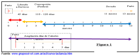 Principales Indicadores del Patrón Reproductivo y Lactacional en la Vaca Lechera e Importancia del Manejo Preventivo en el Tropico - Image 7