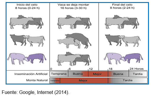 Principales Indicadores del Patrón Reproductivo y Lactacional en la Vaca Lechera e Importancia del Manejo Preventivo en el Tropico - Image 6
