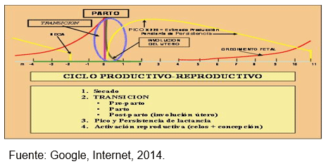 Principales Indicadores del Patrón Reproductivo y Lactacional en la Vaca Lechera e Importancia del Manejo Preventivo en el Tropico - Image 8