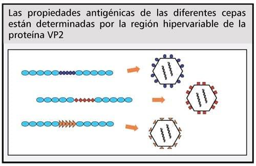 Prevención contra la enfermedad de Gumboro: Tipos de vacunas, programas vacunales y vías de aplicación - Image 3