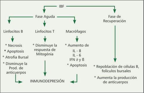 Prevención contra la enfermedad de Gumboro: Tipos de vacunas, programas vacunales y vías de aplicación - Image 1