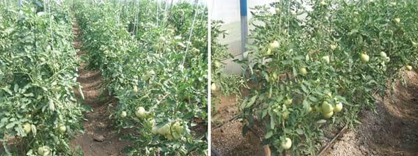 Influencia de trichoderma harzianum a-34, en el crecimiento y desarrollo de solanum lycopersicum l en cultivo protegido - Image 9