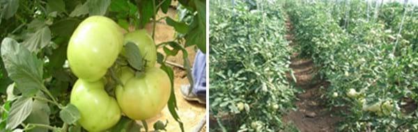 Influencia de trichoderma harzianum a-34, en el crecimiento y desarrollo de solanum lycopersicum l en cultivo protegido - Image 1
