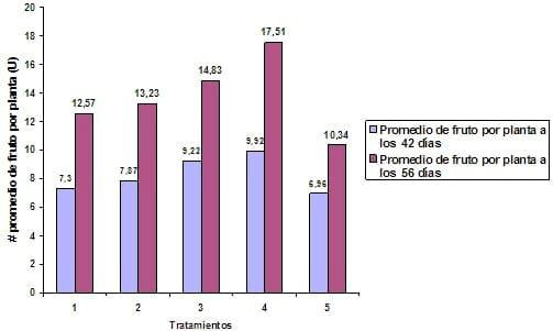 Influencia de trichoderma harzianum a-34, en el crecimiento y desarrollo de solanum lycopersicum l en cultivo protegido - Image 5