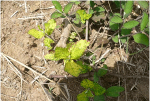 Identificación de Malezas Hospederas de Geminivirus del Tomate - Image 2
