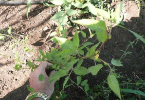 Identificación de Malezas Hospederas de Geminivirus del Tomate - Image 6