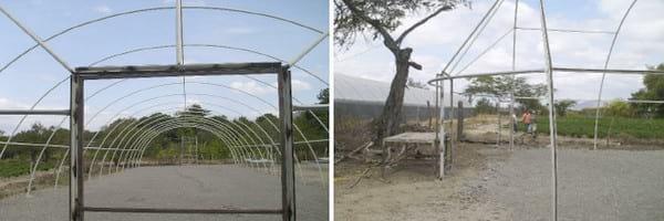 Establecimiento de un semillero invernadero tipo tunel bajo ambiente controlado - Image 1
