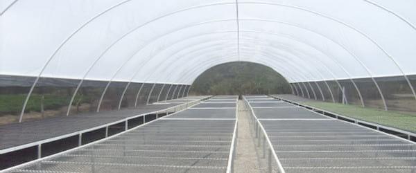 Establecimiento de un semillero invernadero tipo tunel bajo ambiente controlado - Image 9
