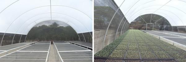 Establecimiento de un semillero invernadero tipo tunel bajo ambiente controlado - Image 7