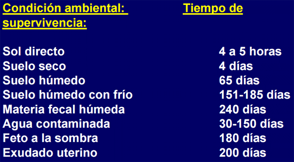 Prevención, control y erradicación de la brucelosis y tuberculosis bovina en los predios - Image 7