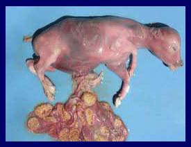 Prevención, control y erradicación de la brucelosis y tuberculosis bovina en los predios - Image 1