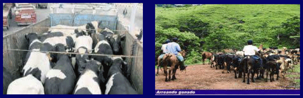 Prevención, control y erradicación de la brucelosis y tuberculosis bovina en los predios - Image 9