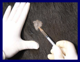 Prevención, control y erradicación de la brucelosis y tuberculosis bovina en los predios - Image 24