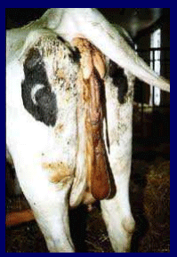 Prevención, control y erradicación de la brucelosis y tuberculosis bovina en los predios - Image 2