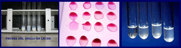 Prevención, control y erradicación de la brucelosis y tuberculosis bovina en los predios - Image 11
