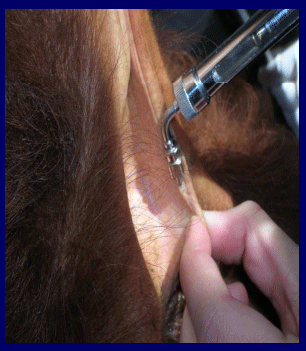 Prevención, control y erradicación de la brucelosis y tuberculosis bovina en los predios - Image 22