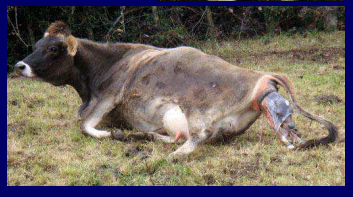 Prevención, control y erradicación de la brucelosis y tuberculosis bovina en los predios - Image 3