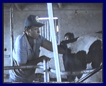 Prevención, control y erradicación de la brucelosis y tuberculosis bovina en los predios - Image 28