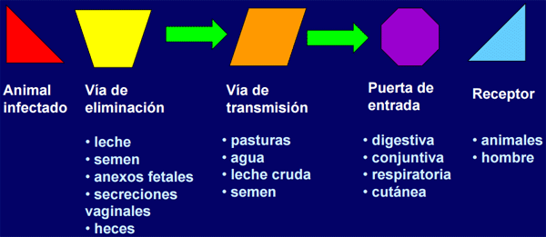 Prevención, control y erradicación de la brucelosis y tuberculosis bovina en los predios - Image 8
