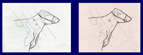 Prevención, control y erradicación de la brucelosis y tuberculosis bovina en los predios - Image 23