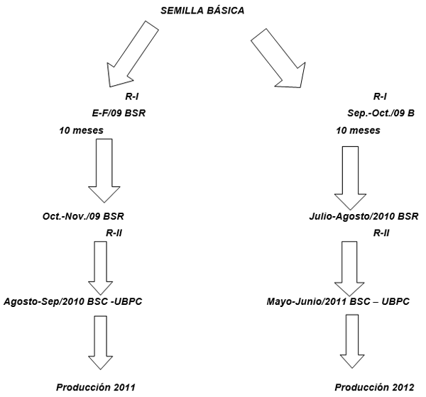 Aspectos agro-productivo del proceso de propagación de semilla de la Caña de Azucar - Image 2