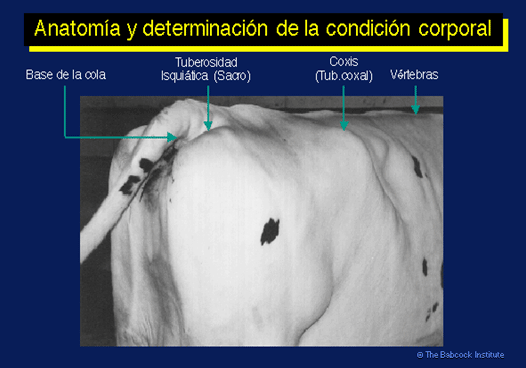 Condición corporal de las vacas lecheras: un método para conocer el estado nutricional de las vacas lecheras y como enfrentar en mejor forma los aspectos reproductivos. - Image 2